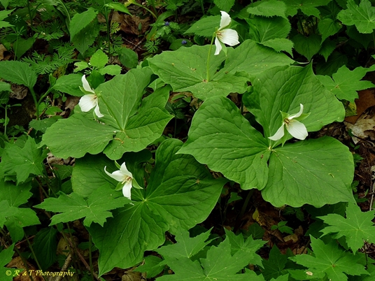 {Trillium flexipes}